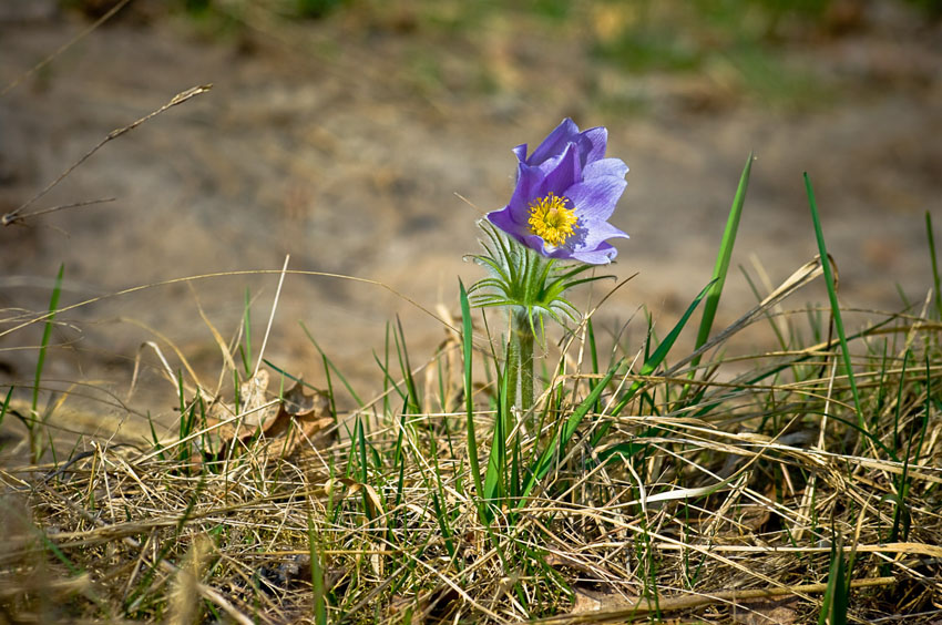IMGP2193