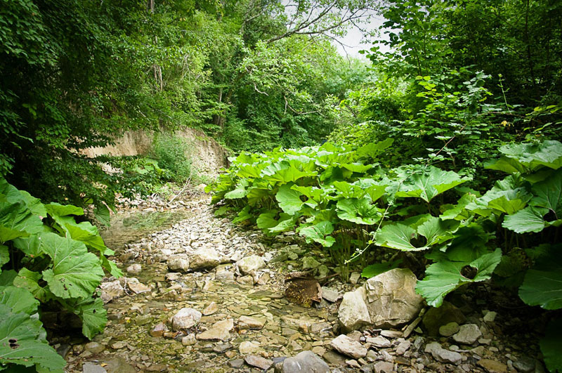 IMGP4985