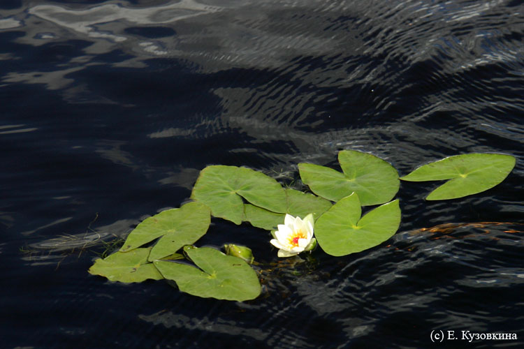 ,  2011.   3- ., .  - . -.  . ,  176
