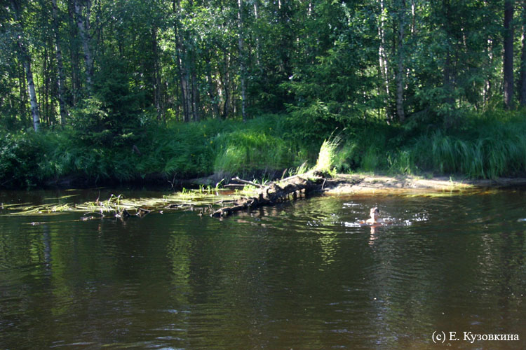 Карелия, июль 2011. Водный поход 3-й кат., р. Муезерка - р. Чирко-Кемь. Фото Е. Кузовкиной, кадр 234