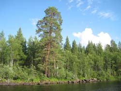 Карелия, июль 2011. Водный поход 3-й кат., р. Муезерка - р. Чирко-Кемь. Фото К. Баранова, кадр 0930