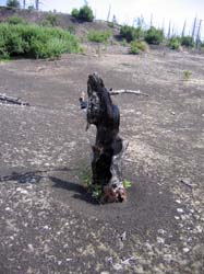 Камчатка, август 2011. Фото Александра Кречинина, кадр a0156