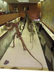 20 ноября 2011. Тренировка в Ясенево и посещение Палеонтологического музея, кадр 54