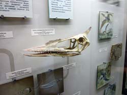 20 ноября 2011. Тренировка в Ясенево и посещение Палеонтологического музея, кадр 59