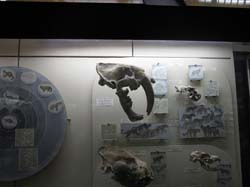 20 ноября 2011. Тренировка в Ясенево и посещение Палеонтологического музея, кадр 73