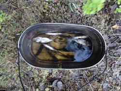 Июнь 2016. Водный поход, Карелия, Чирка-Кемь. Фотографии Лизы, кадр 705