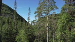 Пеший поход по Кольскому Полуострову. Июль 2017. Фотоаппарат № 3, кадр Пеший поход по Кольскому Полуострову. Июль 2017. Фотоаппарат № 3. Кадр Пеший поход по Кольскому Полуострову. Июль 2017. Фотоаппарат № 3. Кадр S1670060