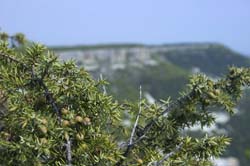 CRW_8095