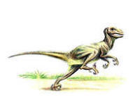 Мелкие же динозавры обладали более стройной и худенькой фигурой