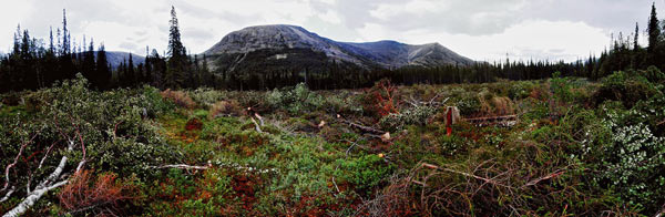 В Хибинах уже вырублено более 2 гектаров леса