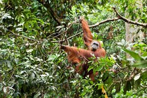 Тропические Дождевые Леса Суматры